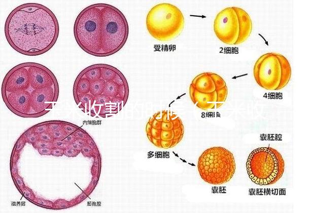 玉米收割的時候(玉米收割的時候怎么收割)