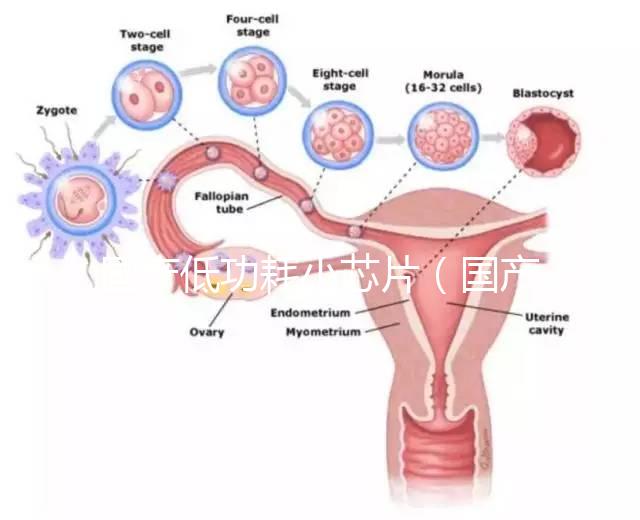 國產低功耗小芯片(國產低功耗小芯片有哪些)