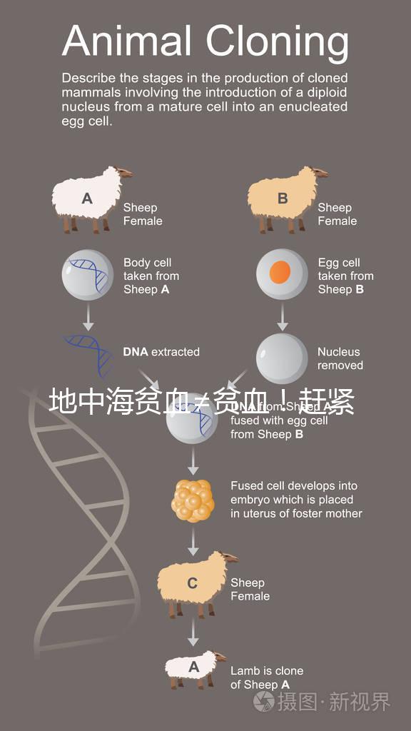 地中海貧血≠貧血！趕緊來看看地貧和貧血有什么區別