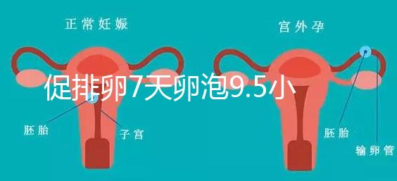 促排卵7天卵泡9.5小不難說，短方案至少長到這個數字