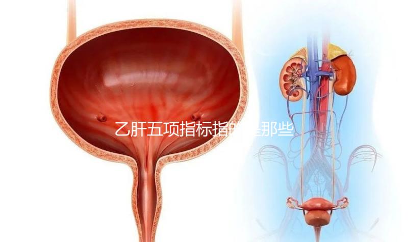 乙肝五項(xiàng)指標(biāo)指的是那些?核心