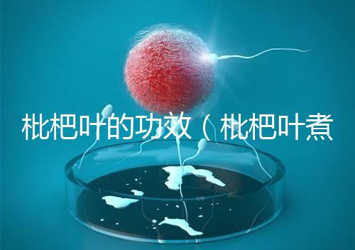 枇杷葉的功效(枇杷葉煮水的正確方法)