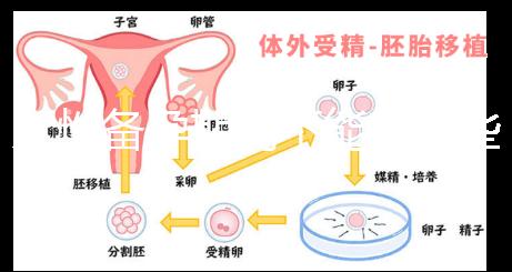 女性備孕期間不能吃哪些食物