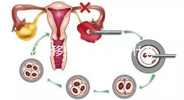 胚胎移植前,醫(yī)生為什么強調內膜厚度要達到8-12mm?