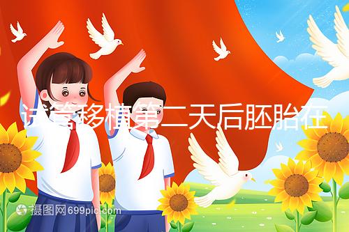 試管移植第二天后胚胎在干嘛！子宮內(nèi)游走居無定所