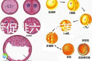 試管促排六種方案介紹，超詳細??！