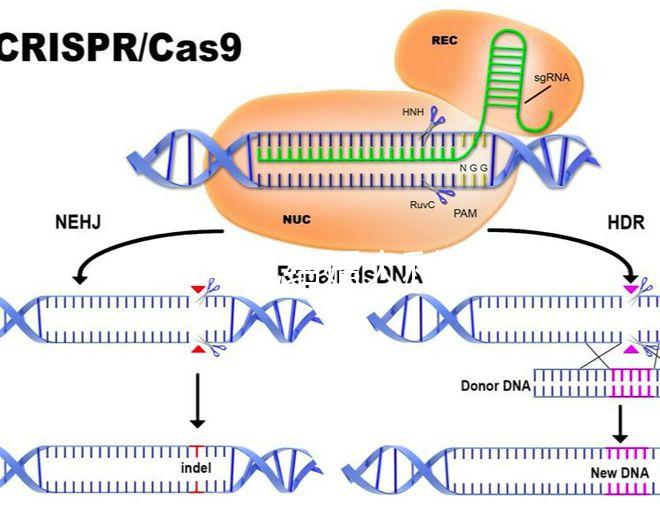 2024年龍結婚大利月的好答案在這里，想結婚