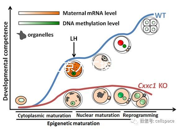 2024北京人工授精私立醫院排名專欄，哪家好看完有數